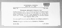 Uromyces pisi-sativi image
